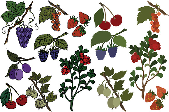Vector berries in Illustrations - product preview 2