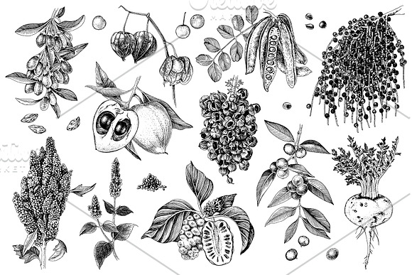 Hand drawn superfood set in Illustrations - product preview 6