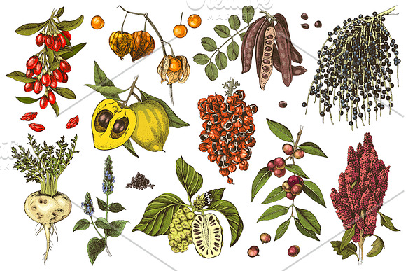 Hand drawn superfood set in Illustrations - product preview 8
