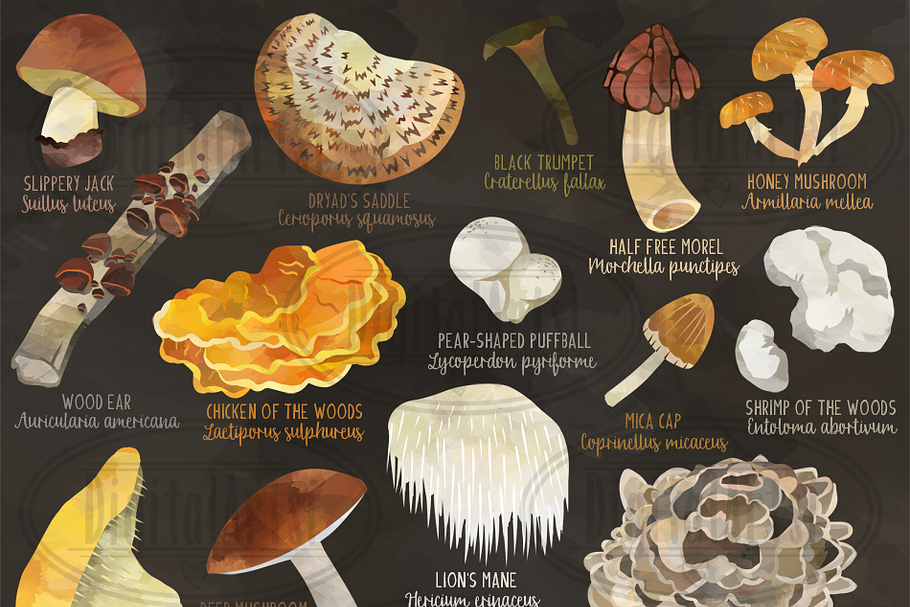 Watercolor Wild Mushrooms Clipart
