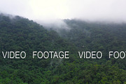 Evergreen forest in the tropics
