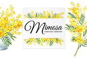 Mimosa. Watercolor collection