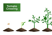 Tomato plant growth stages set