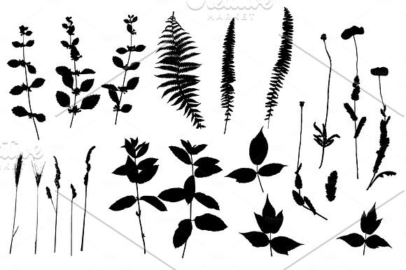 Summer Grasses & Flowers Collection in Illustrations - product preview 1