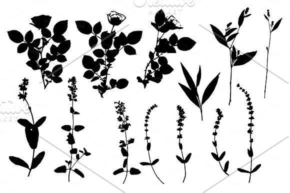 Summer Grasses & Flowers Collection in Illustrations - product preview 2