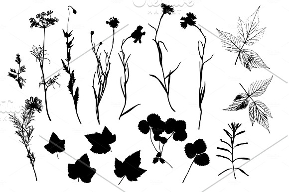 Summer Grasses & Flowers Collection in Illustrations - product preview 3