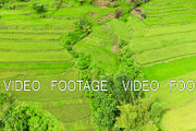 Rice terrace in Cordillera mountains