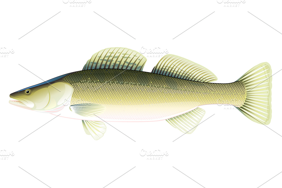 Zander fish in Illustrations - product preview 8