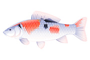 Koi carp fish