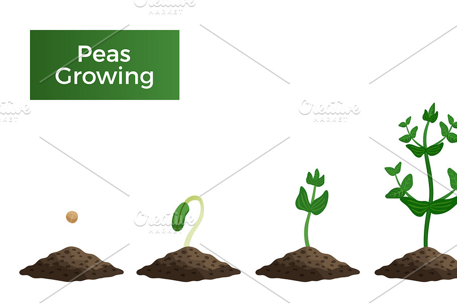 Peas plant growth stages composition in Illustrations - product preview 8