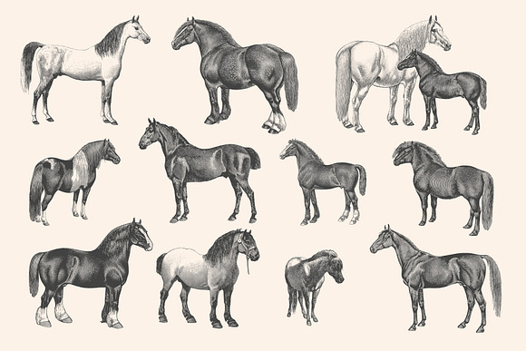 Horses - Vintage Illustration Set in Illustrations - product preview 1
