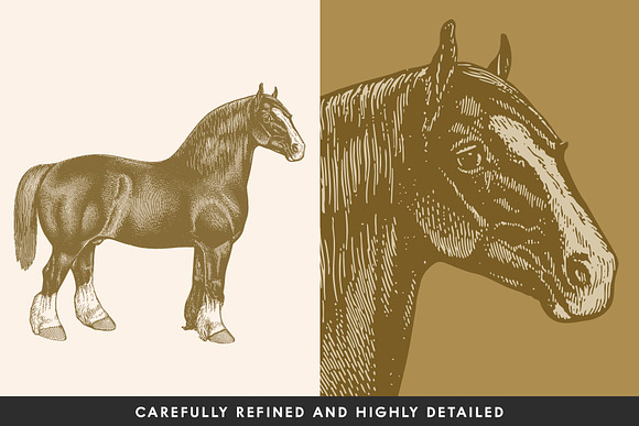 Horses - Vintage Illustration Set in Illustrations - product preview 2