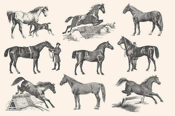 Horses - Vintage Illustration Set in Illustrations - product preview 3