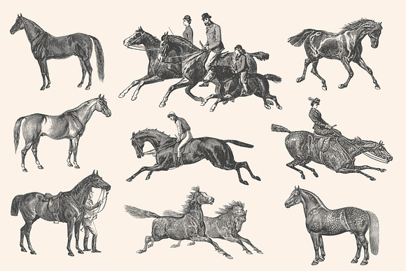 Horses - Vintage Illustration Set in Illustrations - product preview 5