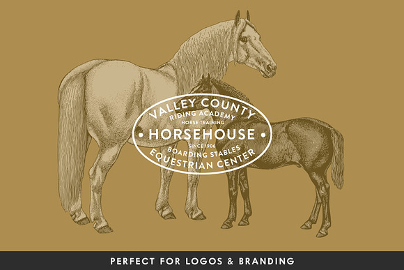 Horses - Vintage Illustration Set in Illustrations - product preview 6