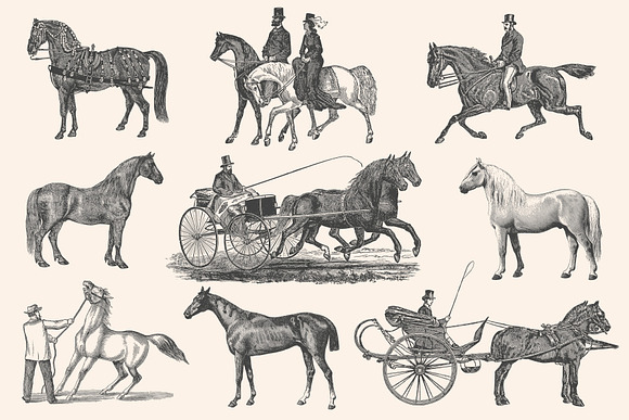 Horses - Vintage Illustration Set in Illustrations - product preview 9