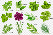 Spices herbs bundle