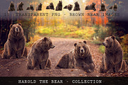 11 - Transparent PNG Bears