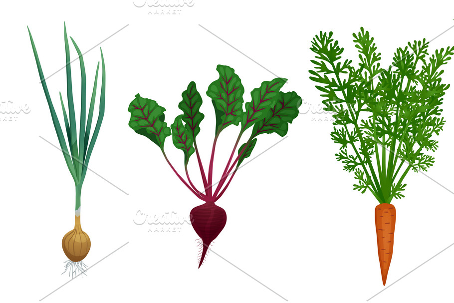 Set with images of vegetables in Illustrations - product preview 8