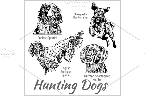 Hunting dogs collection isolated on