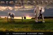 11 - ELEPHANT - Transparent PNGs
