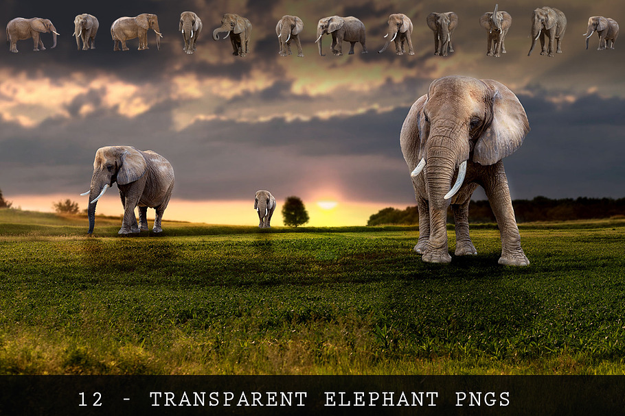 11 - ELEPHANT - Transparent PNGs