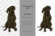 Chocolate Labrador Illustration