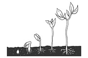 Plant growth stages set sketch