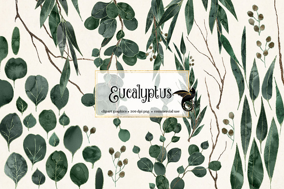 Eucalyptus Clipart in Illustrations - product preview 1