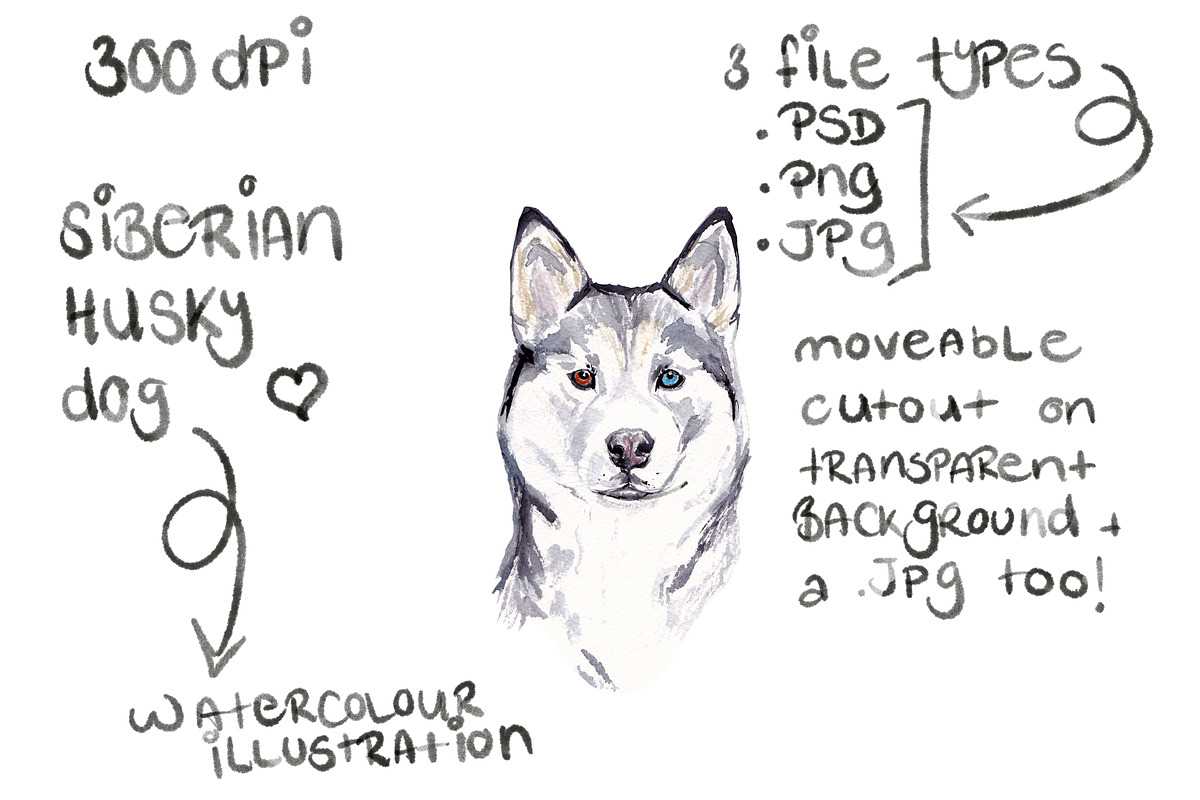 Watercolour Siberian Husky Dog in Illustrations - product preview 8