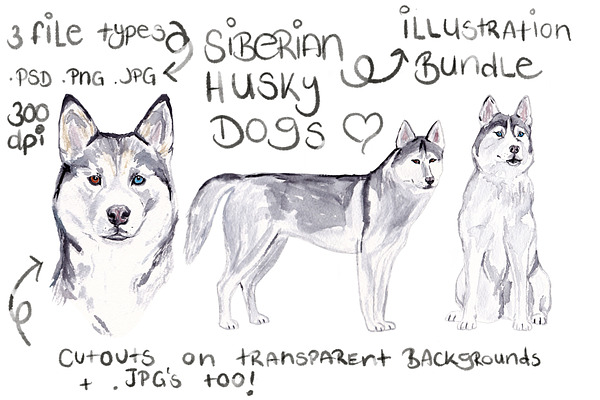 Siberian Husky Illustration Bundle