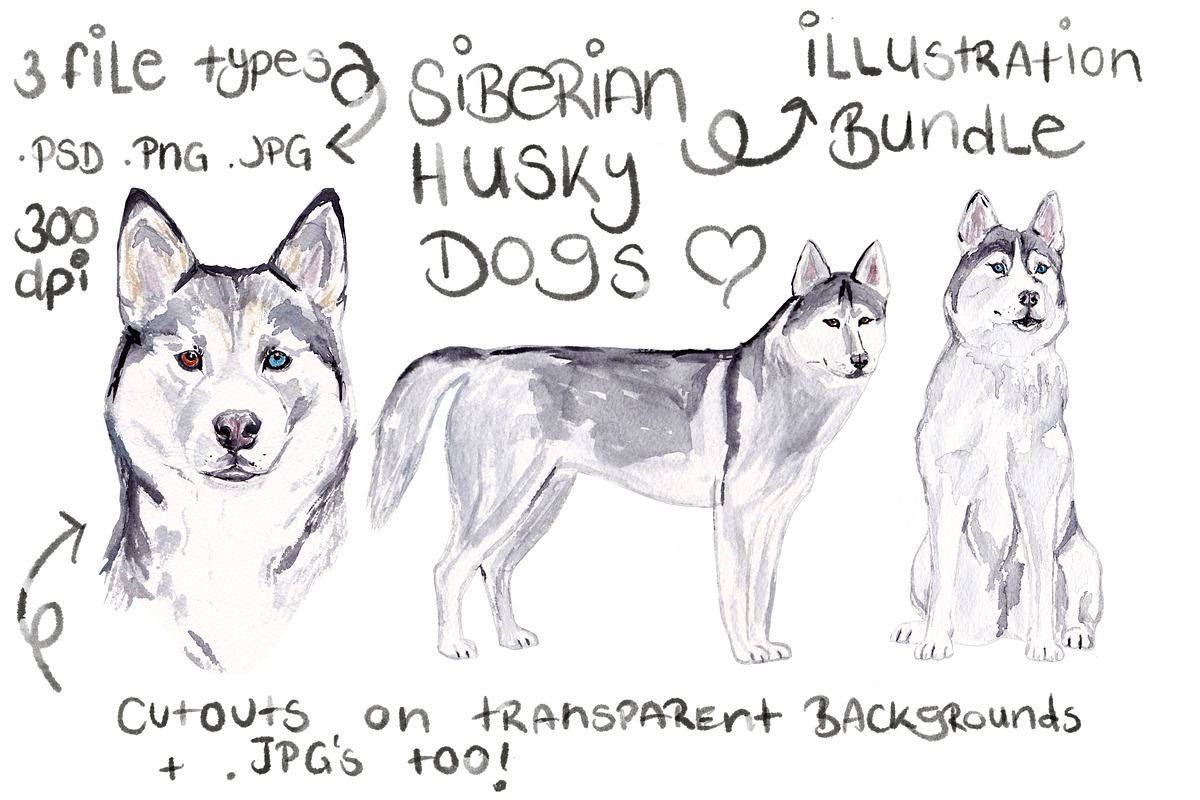 Siberian Husky Illustration Bundle in Illustrations - product preview 8