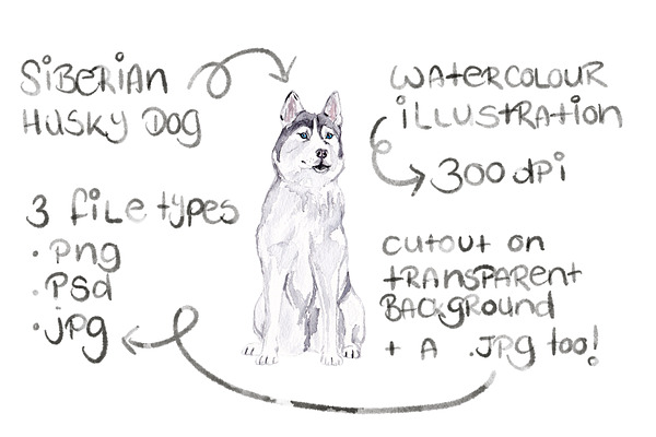 Siberian Husky Dog Illustration