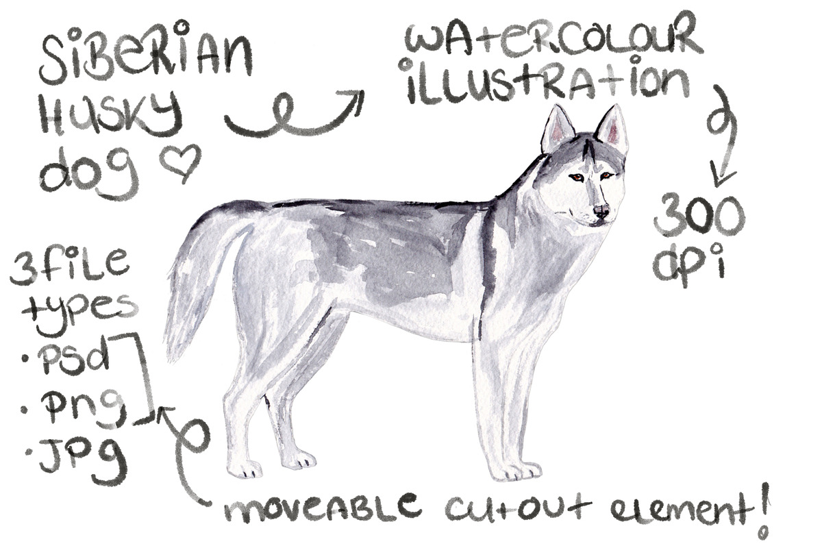 Siberian Husky Dog Illustration in Illustrations - product preview 8