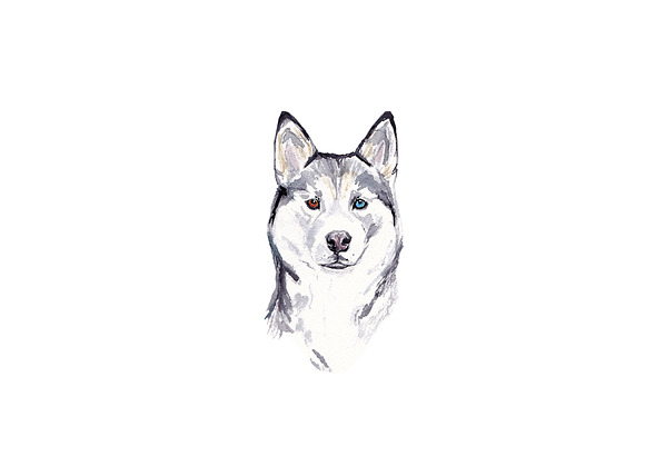 Watercolour Siberian Husky Dog in Illustrations - product preview 1
