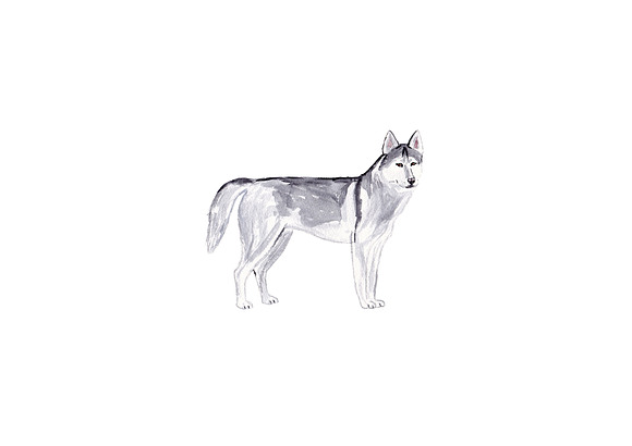 Siberian Husky Dog Illustration in Illustrations - product preview 1