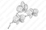 Orchid Flower Woodcut Etching