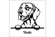 Vizsla - Peeking Dogs - breed face
