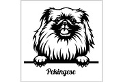 Pekingese - Peeking Dogs - breed