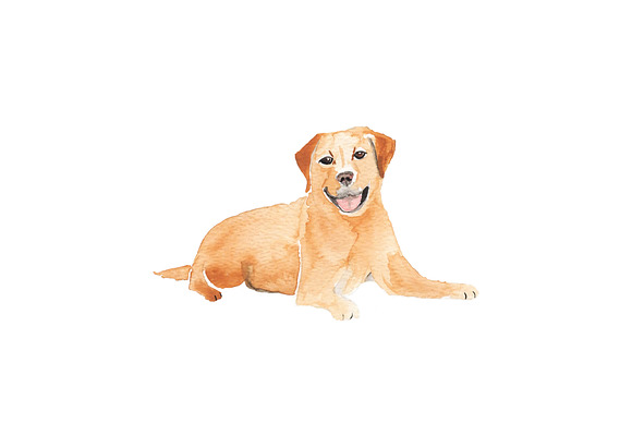 Labrador Dog Illustration Bundle in Illustrations - product preview 1