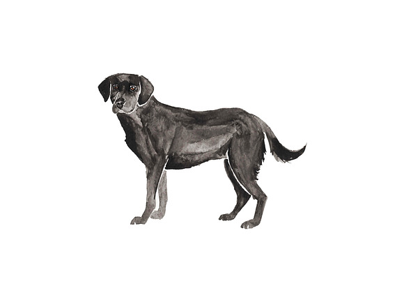 Labrador Dog Illustration Bundle in Illustrations - product preview 2