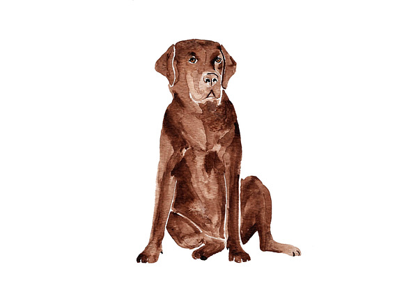 Labrador Dog Illustration Bundle in Illustrations - product preview 3