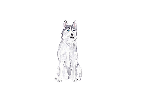 Siberian Husky Illustration Bundle in Illustrations - product preview 2