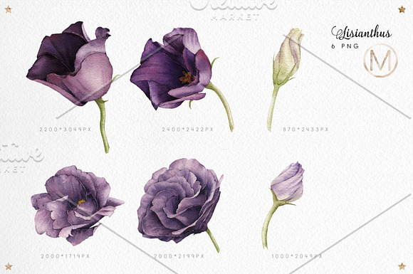 Flower set (23 PNG) in Illustrations - product preview 2