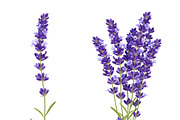 Fragrant lavender flowers icons set