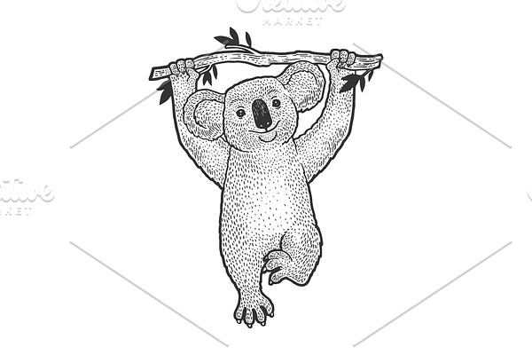 Koala bear on tree sketch engraving
