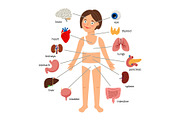 Girl internal organs. Female human