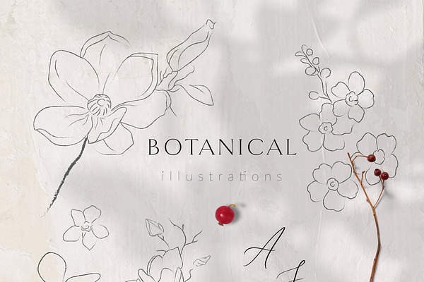 Line Drawing Botanicals, Plants