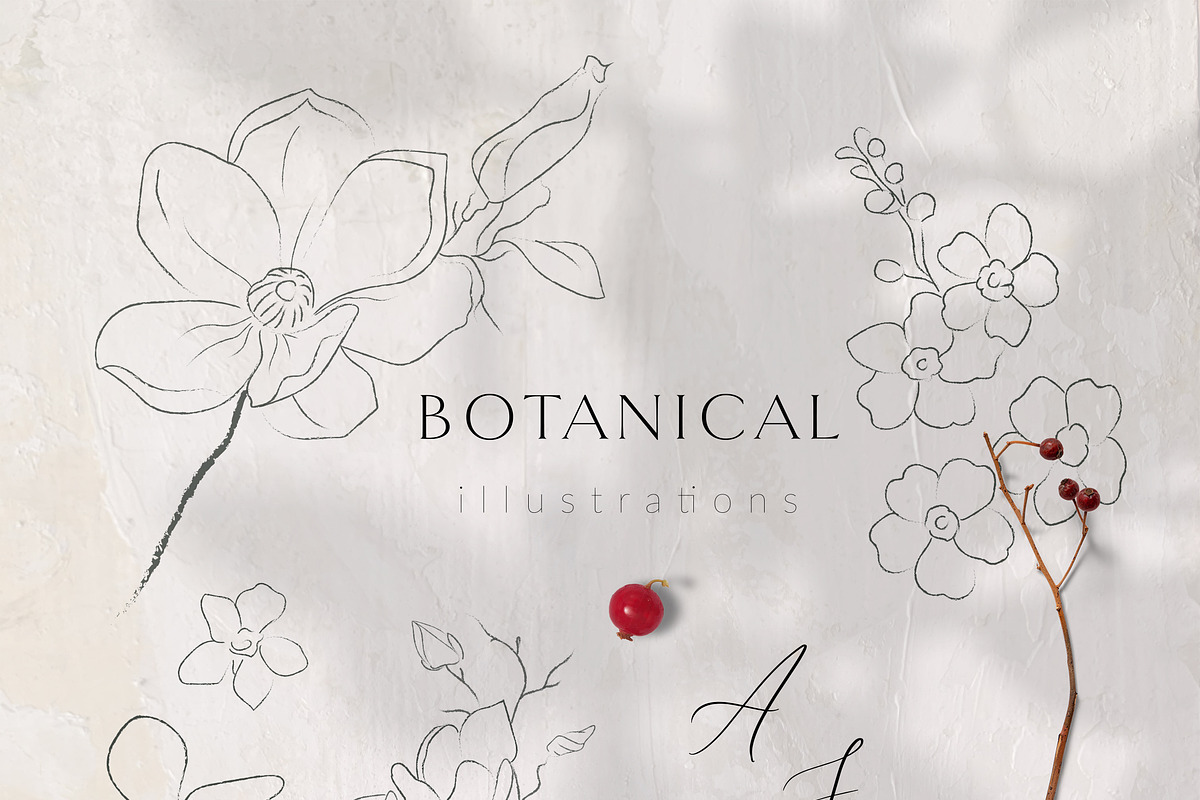 Line Drawing Botanicals, Plants in Illustrations - product preview 8