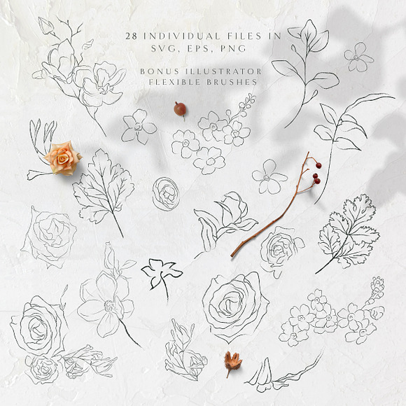 Line Drawing Botanicals, Plants in Illustrations - product preview 1